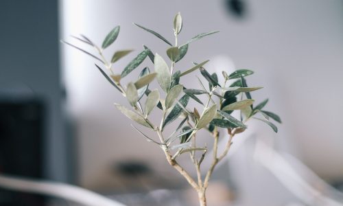olive trees