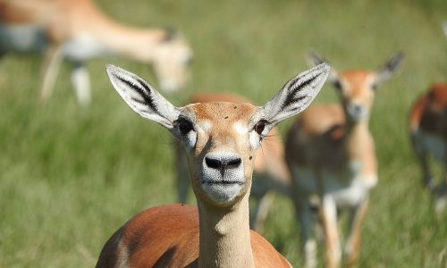 gazelle