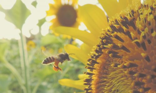 nearBees Honey