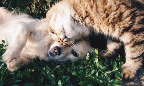 Hund und Katze auf Rasen