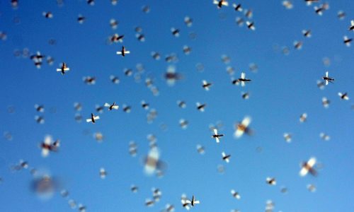 Crowdinvesting