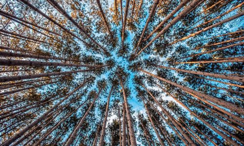 Growth forest scale