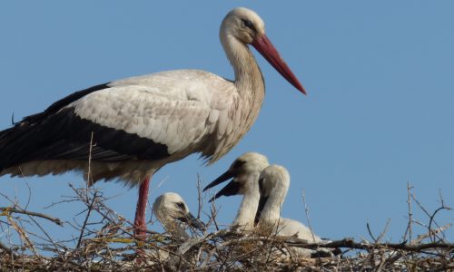 FLEDGE