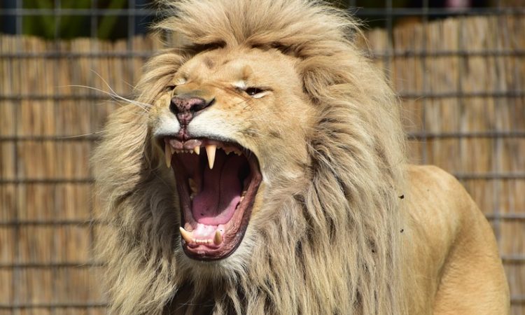 open pitch call Lions' Den