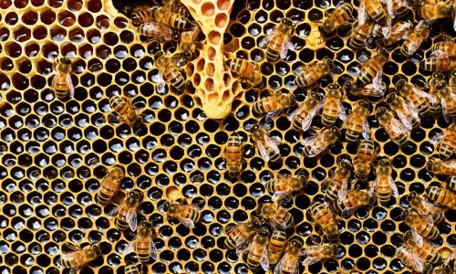 nearbybees