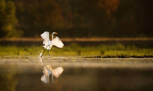 Early bird