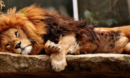Two-thirds of the founders surveyed by Bitkom do not want to appear in “The Lion’s Den.”