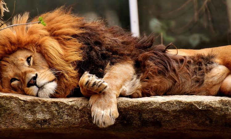 Two-thirds of the founders surveyed by Bitkom do not want to appear in “The Lion’s Den.”