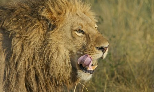 The Lion's Den Open Pitch Call