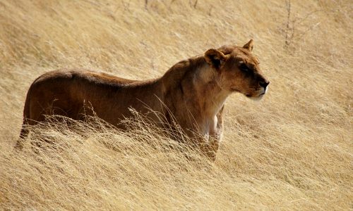 Symbol of LaMonachia 2019: a lioness