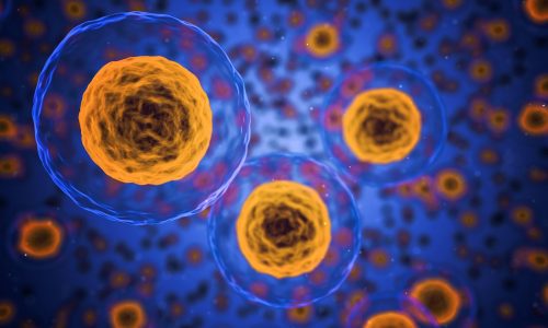 Human cells