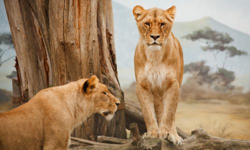 LaMonachia 2020 The Lion's Den