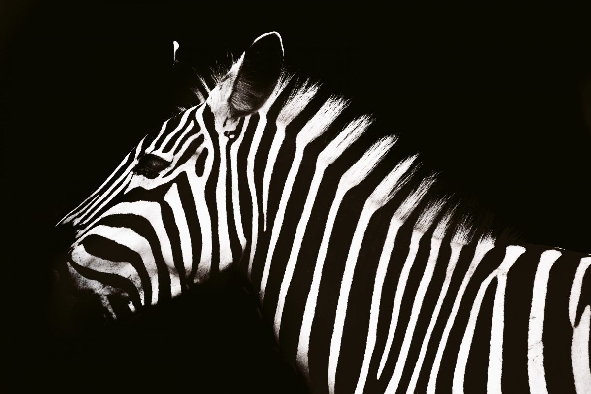 Zebras
